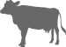 cow-icon