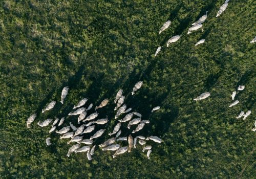 cows from above
