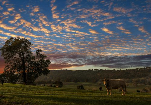 cows in field