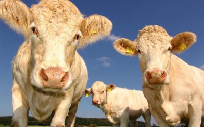 cows