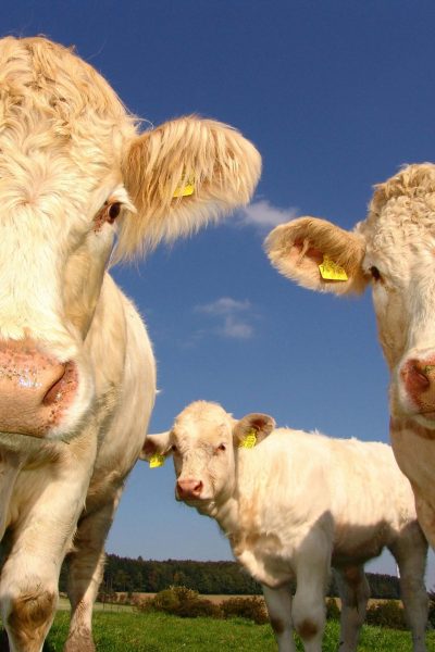 cows