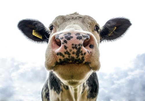 cows up close