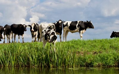 cows2
