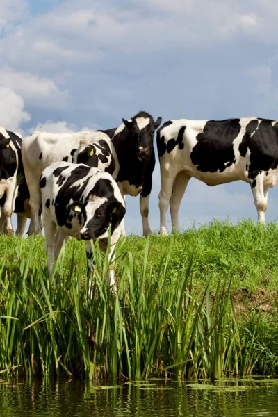 cows2