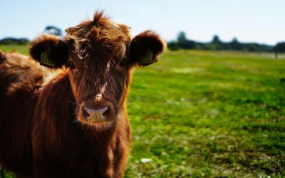 cows3