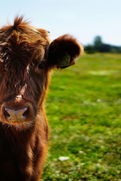 cows3