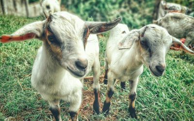 goats1