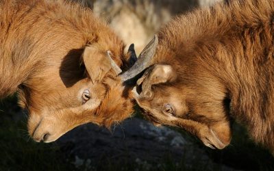 goats2