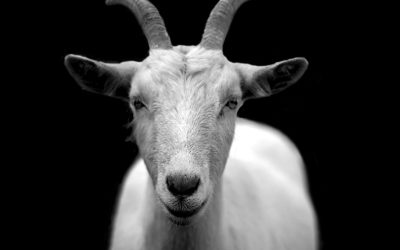 goats3