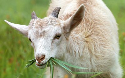 goats4